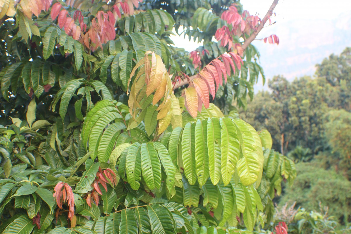 Pometia pinnata J.R.Forst. & G.Forst.